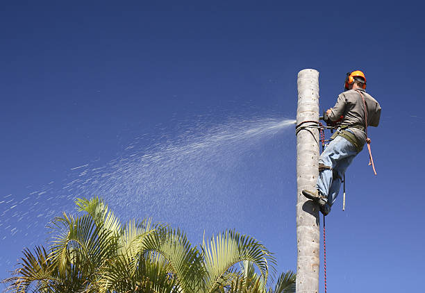 How Our Tree Care Process Works  in  Sunset, UT
